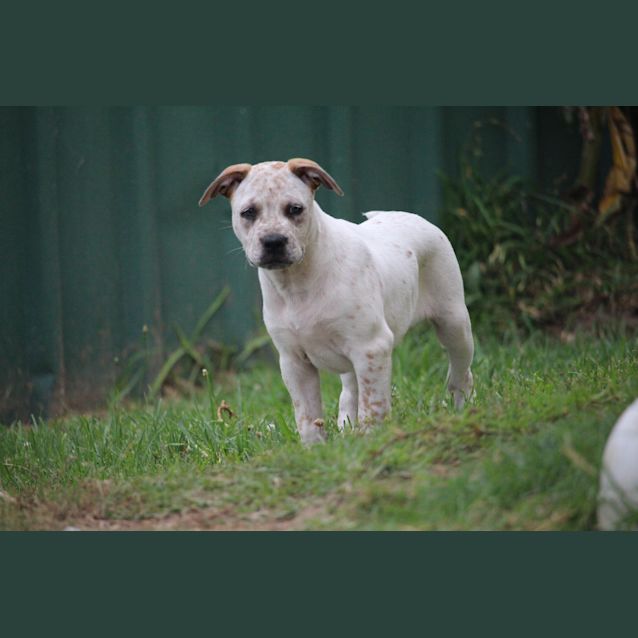 Photo of Brandy