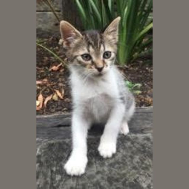Photo of Fizzy
