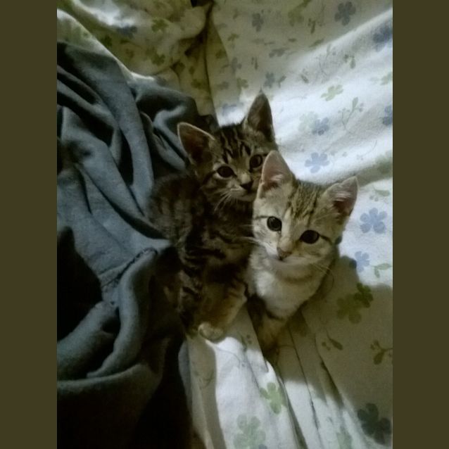 Photo of Dulcy Ec0164