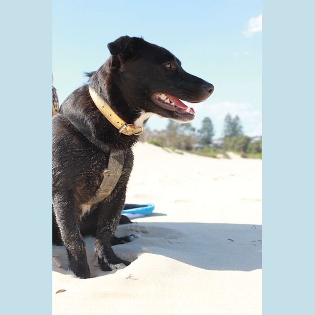 Photo of Twix ~ Kelpie X Corgi (Trial 28/12/15)