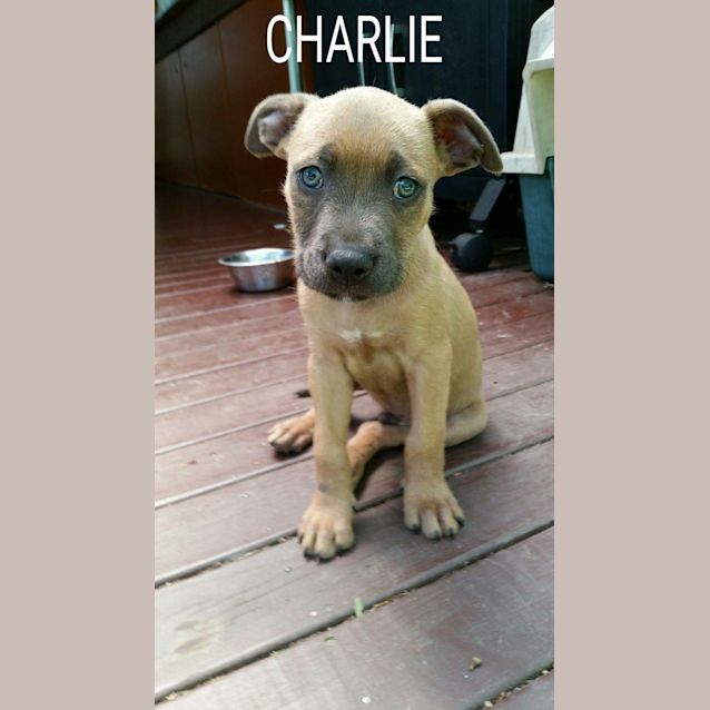 Photo of Charlie 