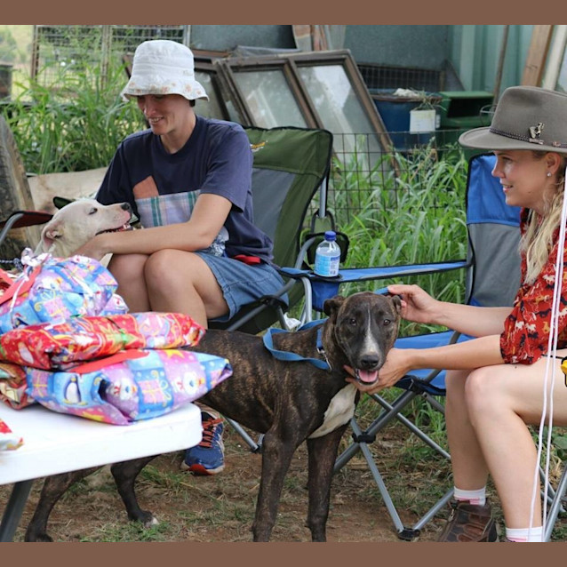 Photo of Sadie (Adoption Pending)