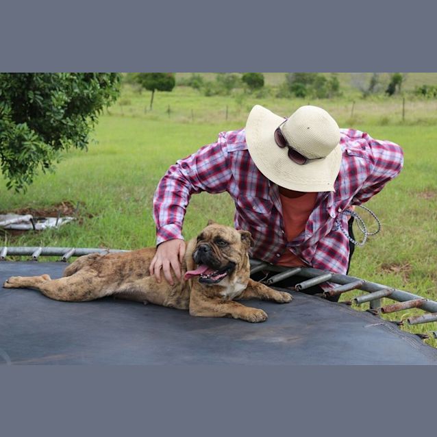 Photo of Lotta (Adoption Pending)