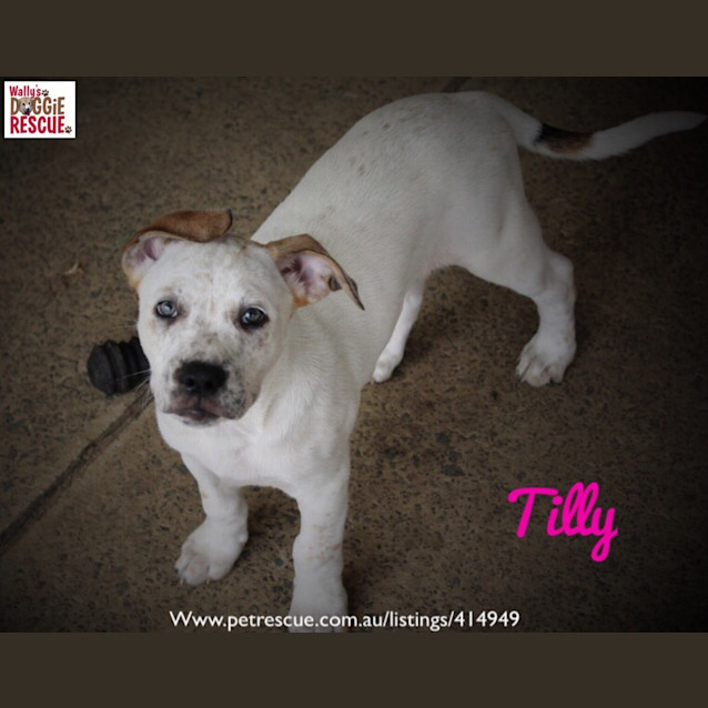 Photo of Tilly