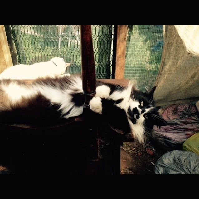 Photo of Little Kevin