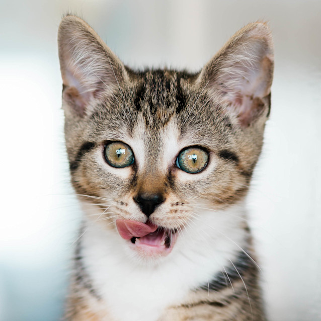 Photo of Peaches