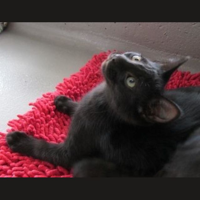 Photo of Licorice
