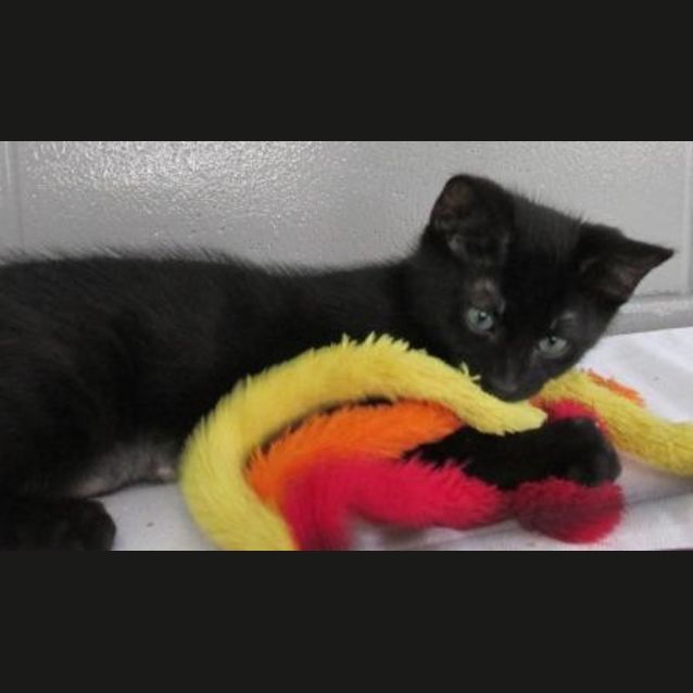 Photo of Cinder