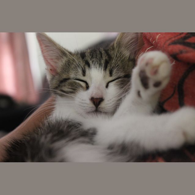 Photo of Stella