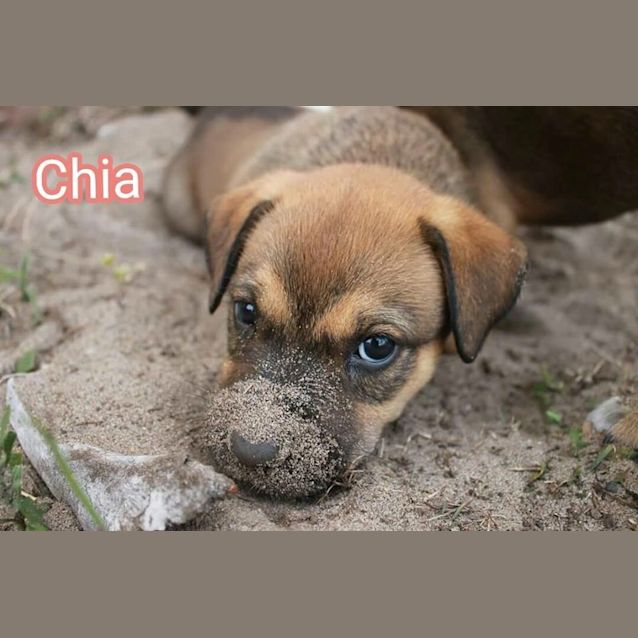 Photo of Chia (Dog/Cat/Poultry Exposure)