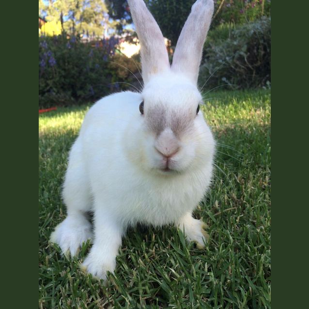 Photo of Dudley
