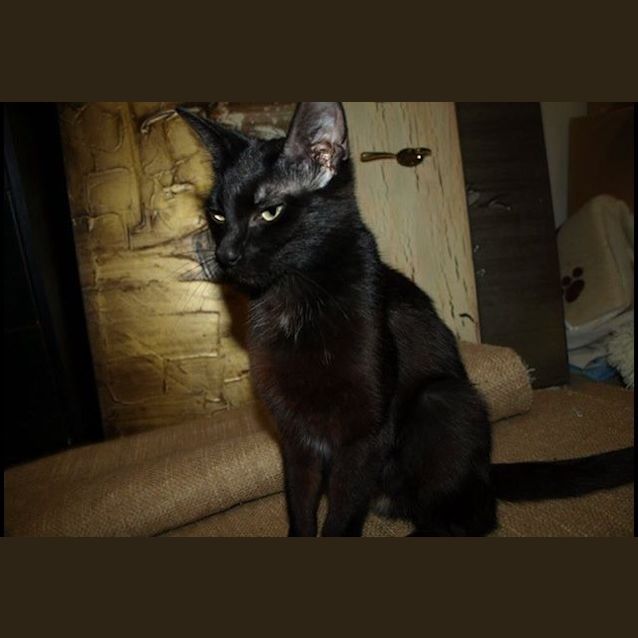 Photo of Midnight Adoption Fee $120