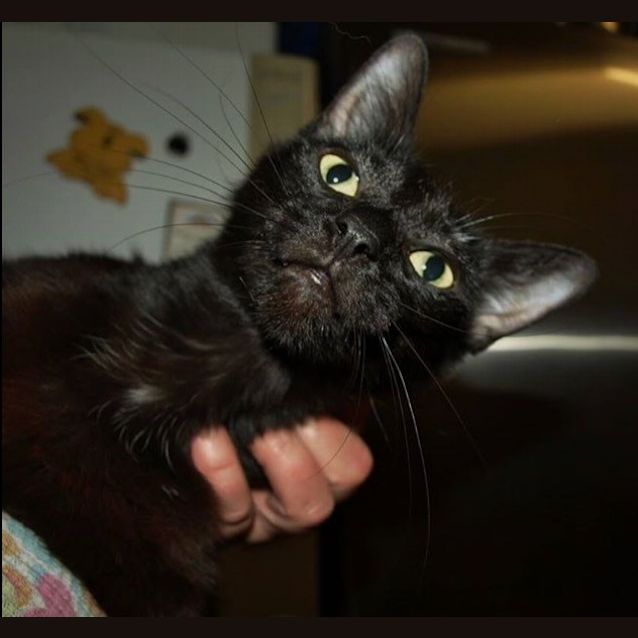 Photo of Midnight Adoption Fee $120