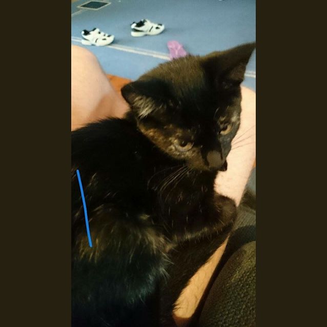 Photo of Blackie (Cat/Child Exposure)