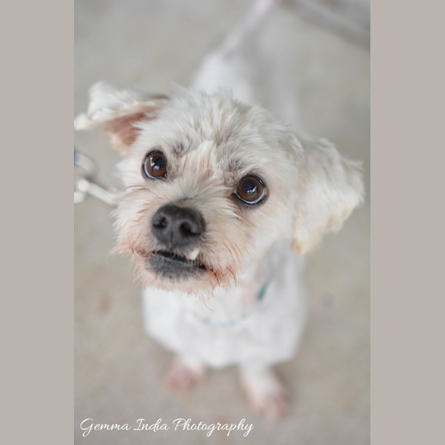 Photo of Snoopy
