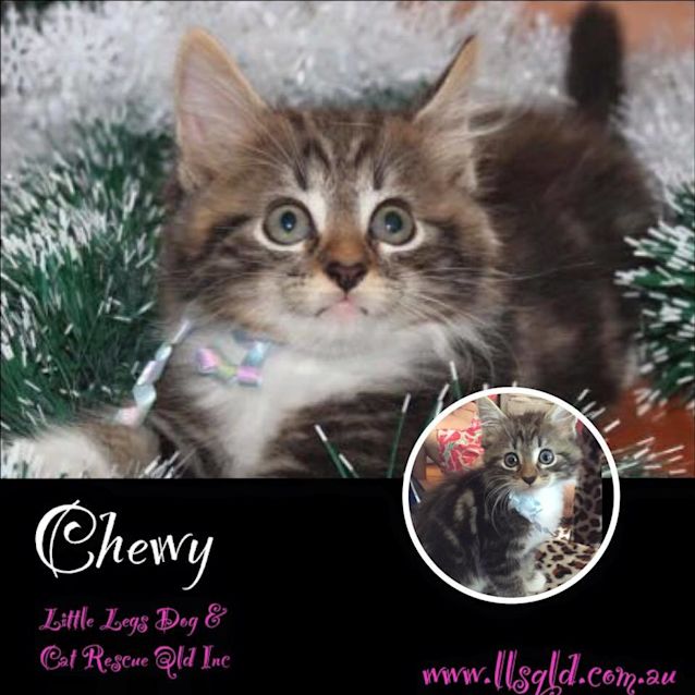 Photo of Chewy
