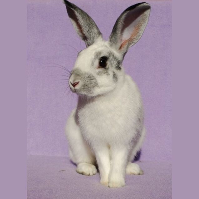 Photo of Prince Caspian And Crystal (Bonded Pair)