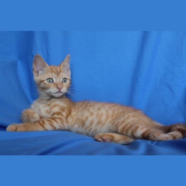 Photo of Leo