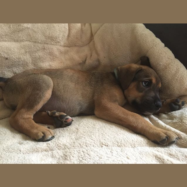 Photo of Oscar