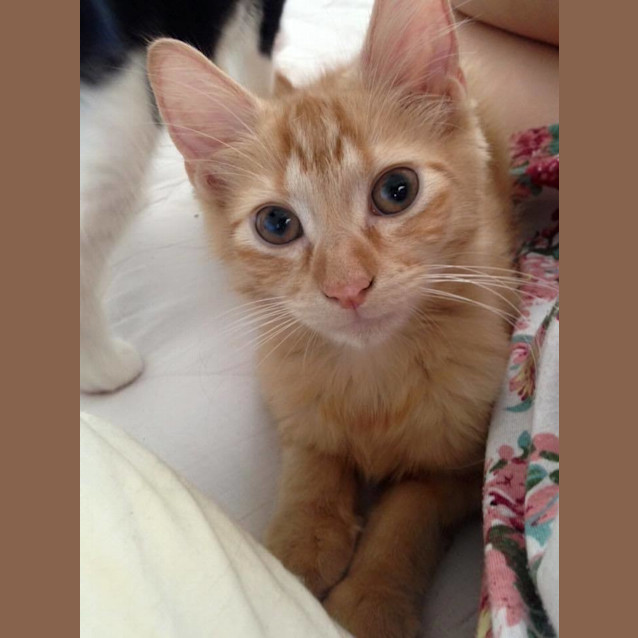 Photo of Atticus * $100 This Month Only! *