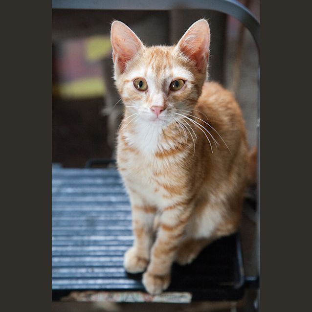 Photo of Bennie
