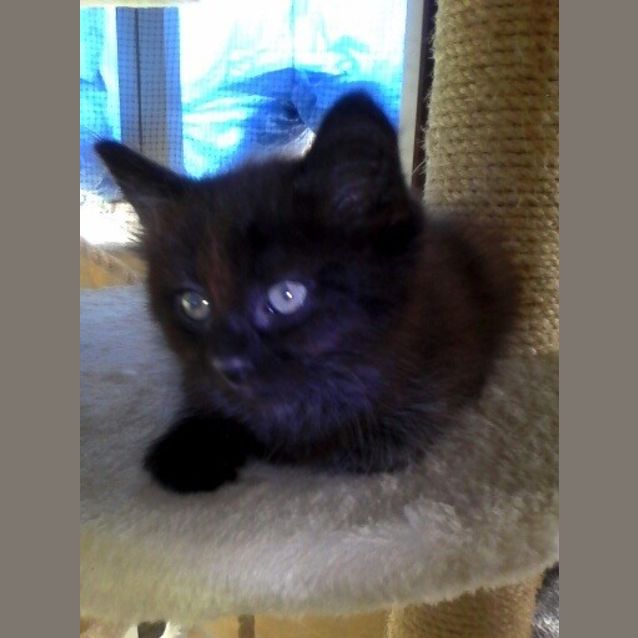 Photo of Blossom
