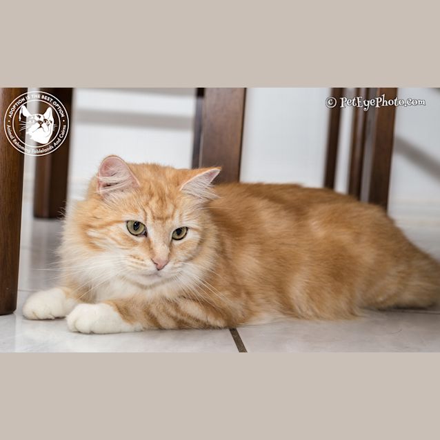 Photo of Honey