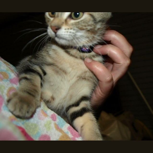Photo of Cleopatra Kitten