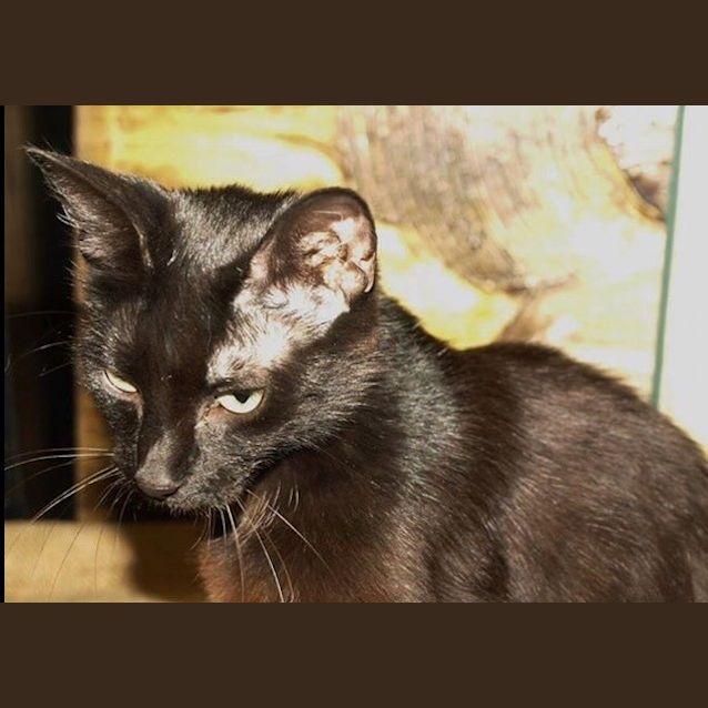 Photo of Midnight Adoption Fee $120