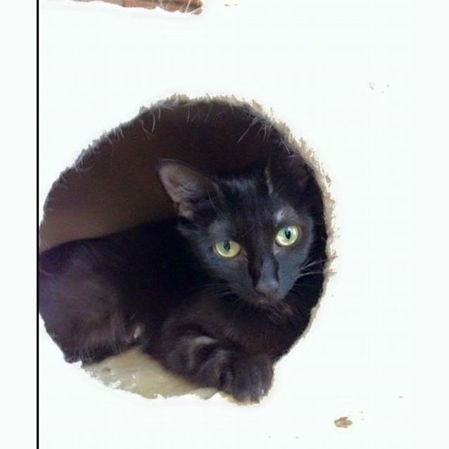 Photo of Midnight Adoption Fee $120