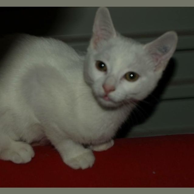 Photo of Curlea Kitten