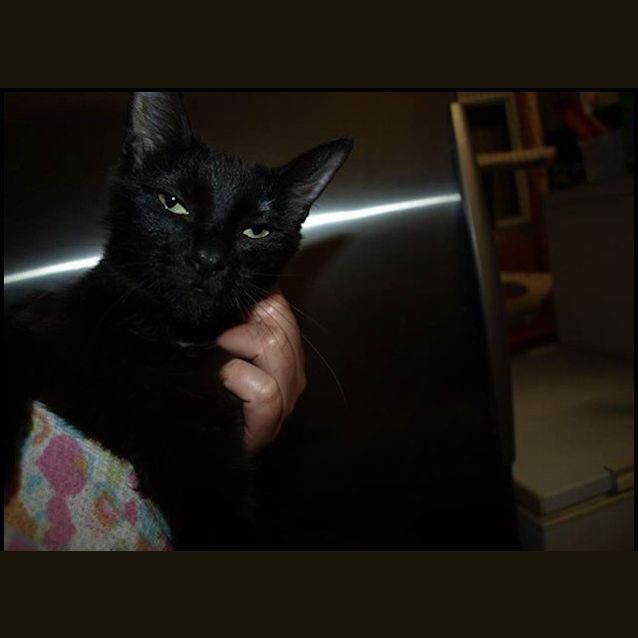 Photo of Midnight Adoption Fee $120