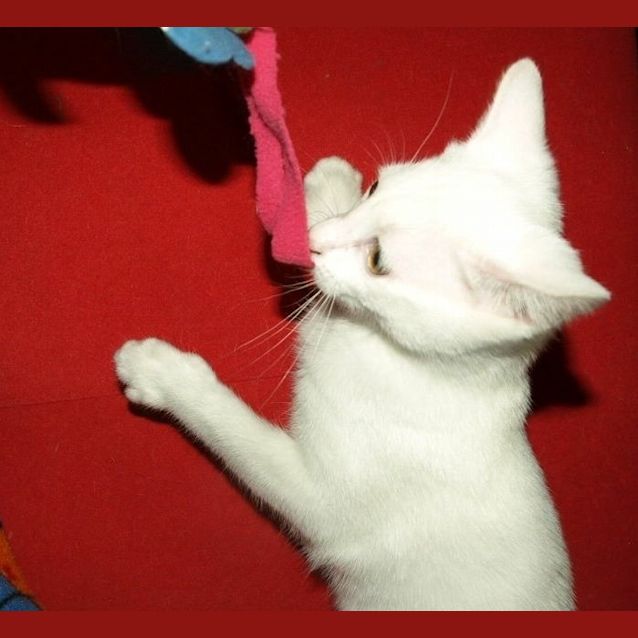 Photo of Curlea Kitten