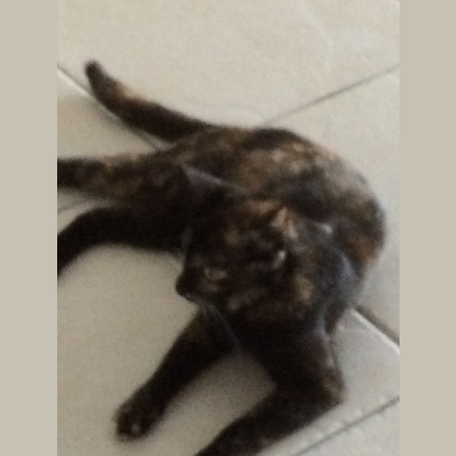 Photo of Macey