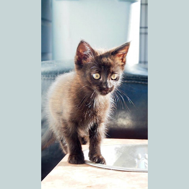 Photo of Nero  ** Adoption Pending! **