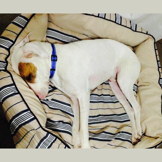 Photo of Ollie