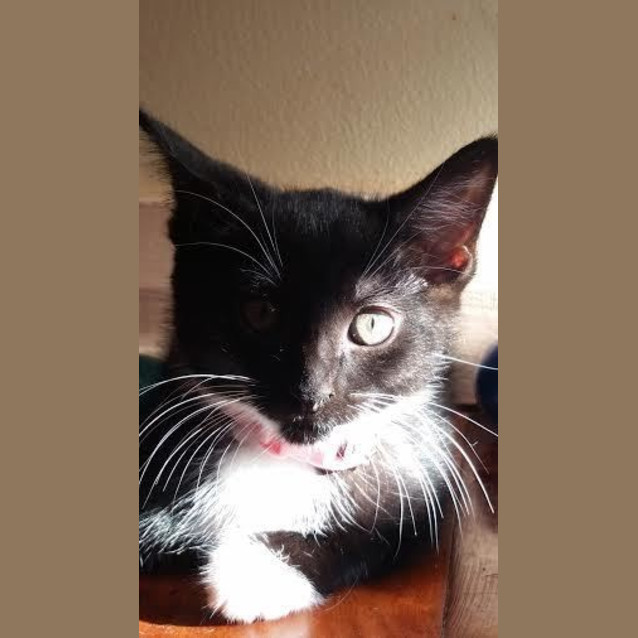 Photo of Shiraz