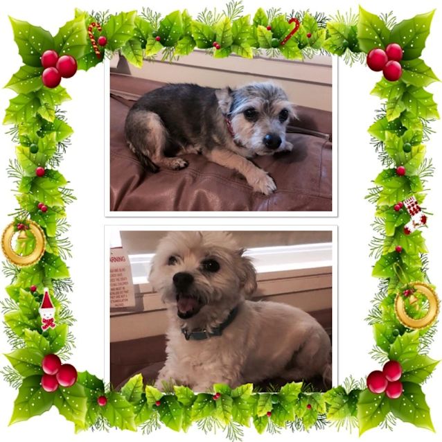 Photo of Larry & Digger (Both Together)