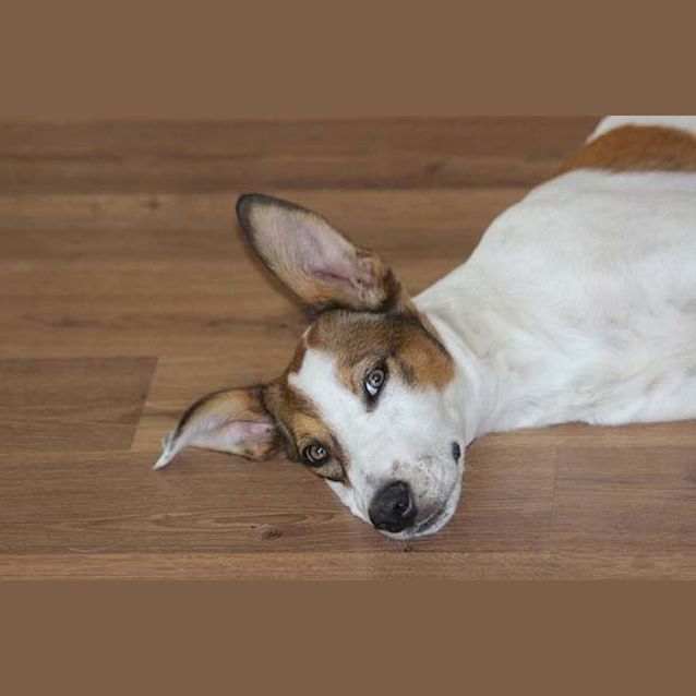 Photo of Darcy