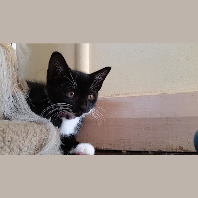 Photo of Shiraz