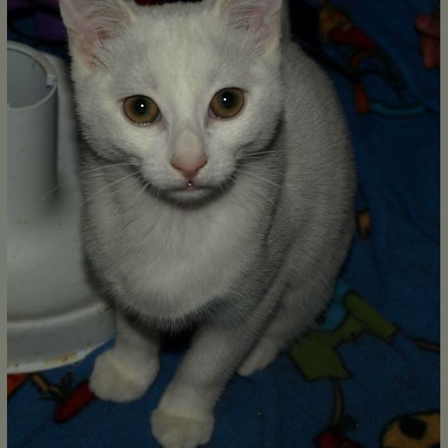 Photo of Curlea Kitten