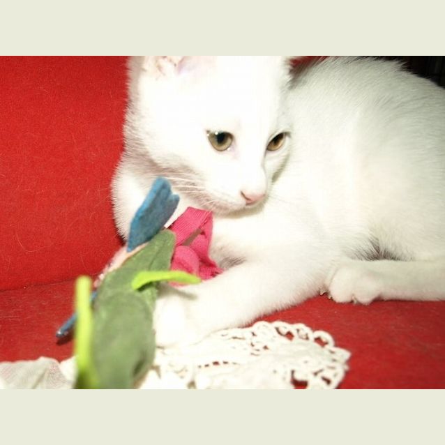 Photo of Curlea Kitten