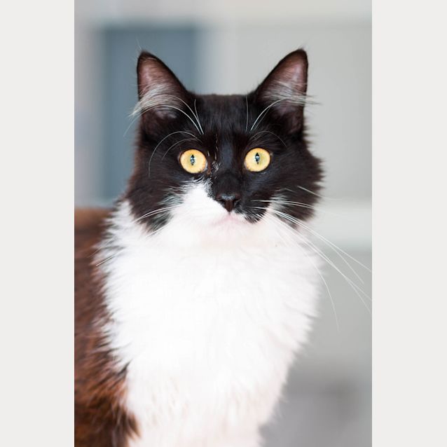 Photo of Sylvester