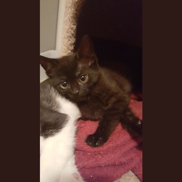 Photo of Toothless