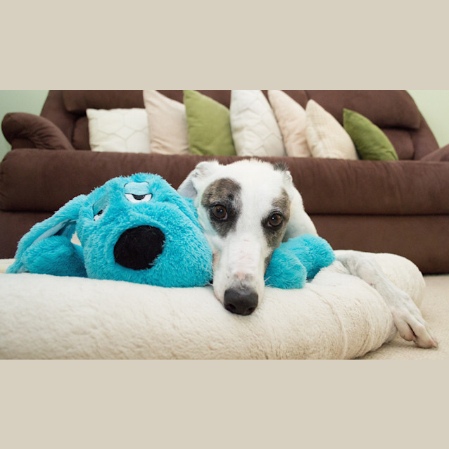 Photo of Favourite Is Checking Out Her New Home