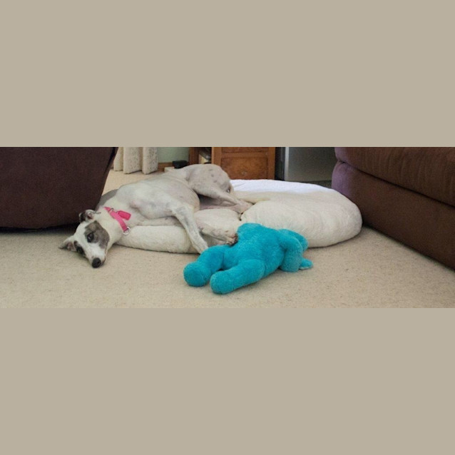 Photo of Favourite Is Checking Out Her New Home