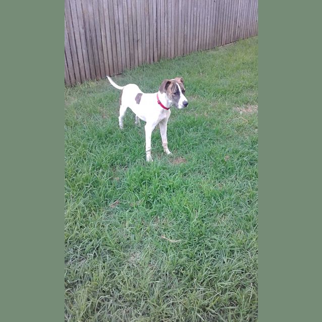 Photo of Django
