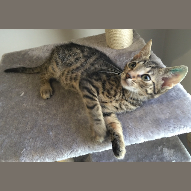 Photo of Claude