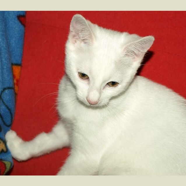 Photo of Curlea Kitten