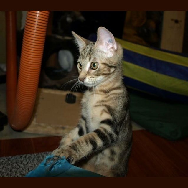 Photo of Dexter Kitten
